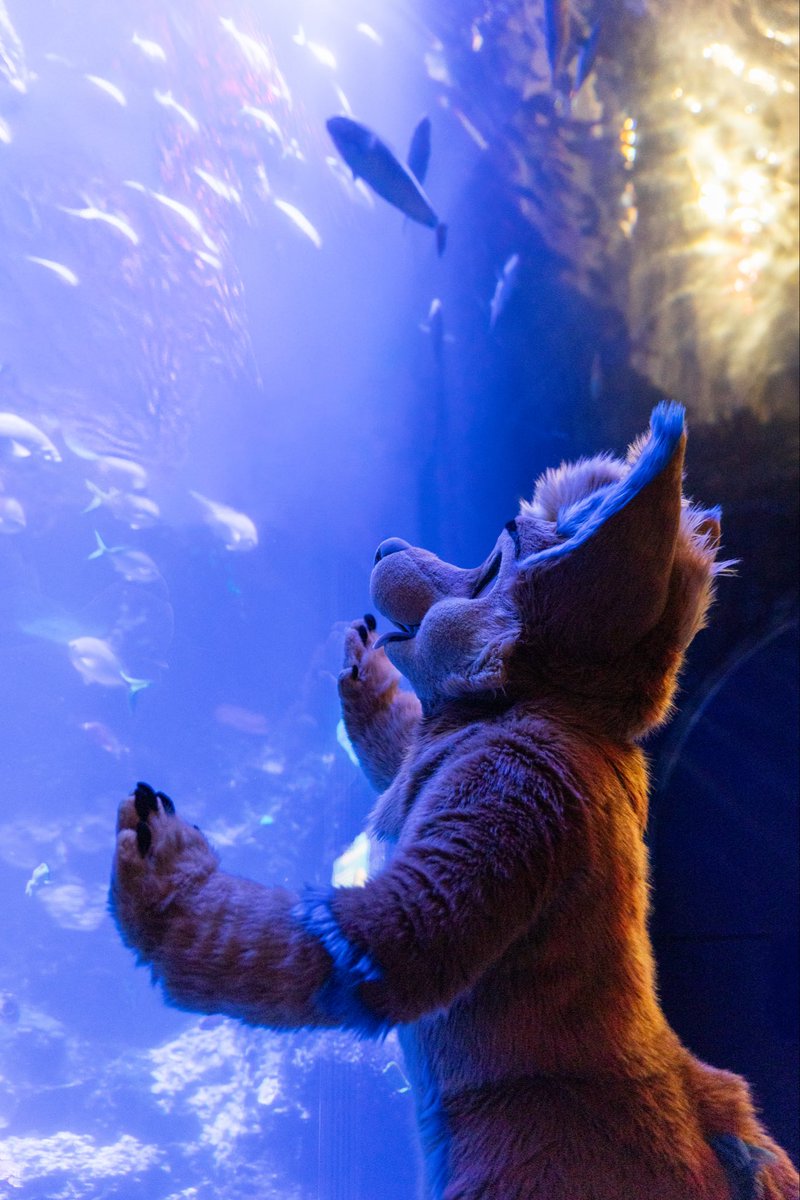 Axcium_'s tweet photo. A bunch of fish in July? Guess I’ll call it a summer school!! X3c #FursuitFriday

📸: @RussellSaber https://t.co/G9P9ZtAaIn