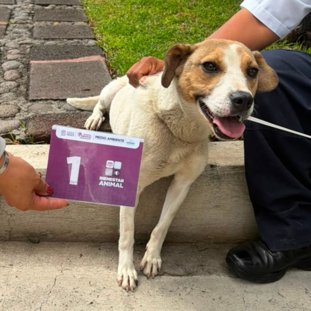 BienAnimalEdMex's tweet photo. Nuestra brigada de #CEPANAF, en coordinación con las autoridades de #Fiscalia 🚔 y vecinos, logró ingresar a un domicilio que llevaba tiempo sin habitar en #AtizapánDeZaragoza. 
Gracias a quienes denuncian y son la voz de quienes no pueden pedir ayuda. https://t.co/xZXzOhdR6L