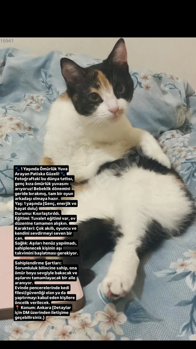 sinemosby's tweet photo. #kedi https://t.co/hMQ70FPtHk