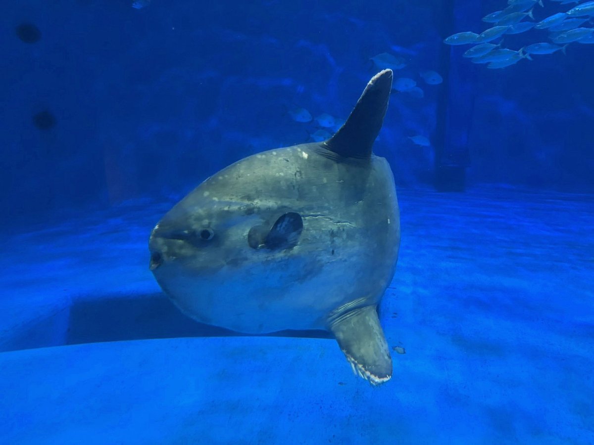 E3tidal_org's tweet photo. プロテインを沸かしたお湯を水と割って適応でシャカシャカするとダマができないことが分かって、数ヶ月のプロテイン生活の問題が解決した。と、思ったけどこれｴｹﾁｪﾝのﾐﾙｸじゃん…。 https://t.co/az87FmpekY