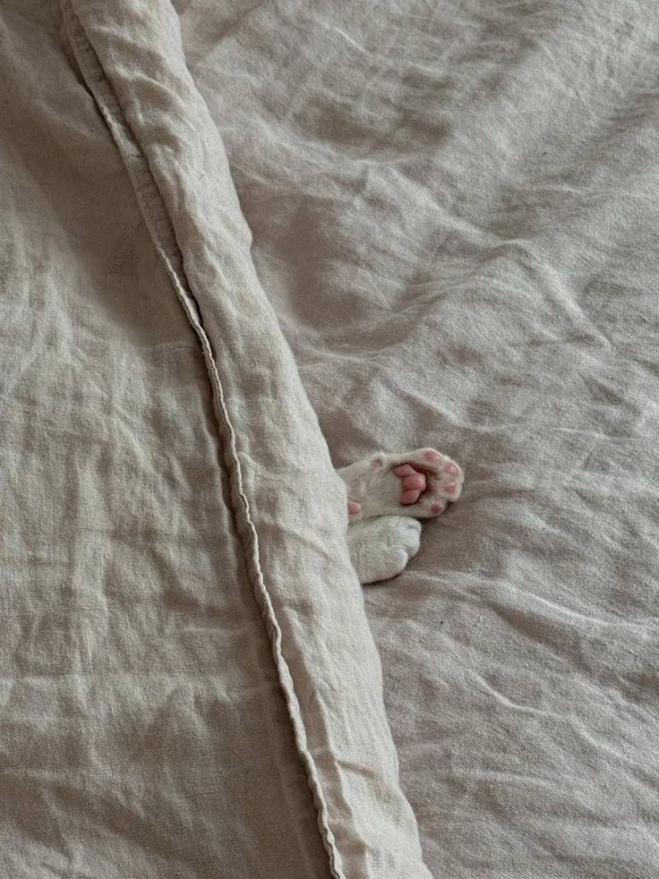 _zeldara_'s tweet photo. Happy kitten Day
10 July https://t.co/EgzeS7Ggft
