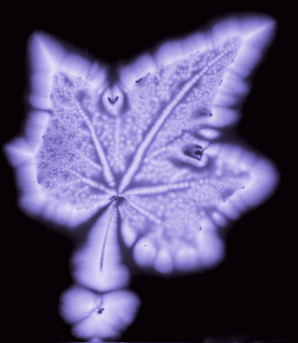 qomby's tweet photo. @drdave1999 Kirlian photography has proven that even plants have a positive aura. The apricot prevaricator has an aura like mist of eu de feces. https://t.co/Mzmsp4B0n9
