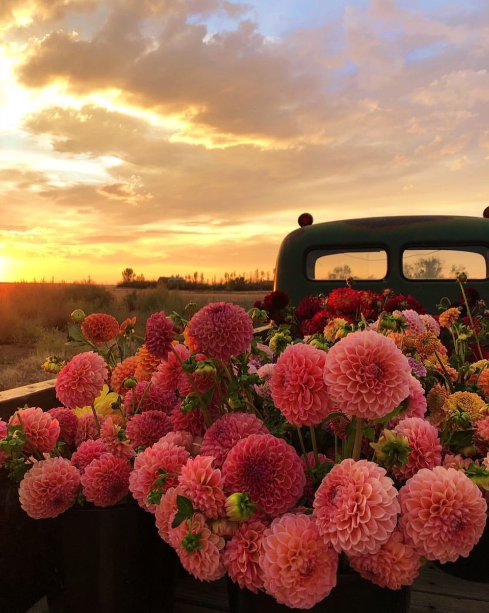 Flower Bloom tweet media