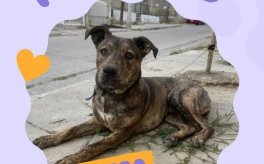 ElComodorense's tweet photo. #Comodoro | Buscan un hogar de tránsito urgente para Princesa: piden ayuda para que no vuelva a la calle

Leer más en: https://t.co/e6dCuwXFat https://t.co/hCGt1vd0HG