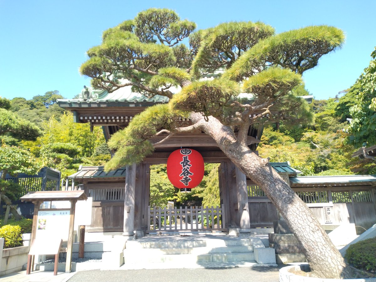 donpusupiku's tweet photo. 木曜に鎌倉の長谷寺に行った
アジサイはすでに全部刈られていた…
8時40分頃に入場した際はガラ空きだったが、10時頃になるとやや混んできた
でも許容範囲だった
なるべく早い時間帯に行くのが良い https://t.co/A4XwBiL6Zp