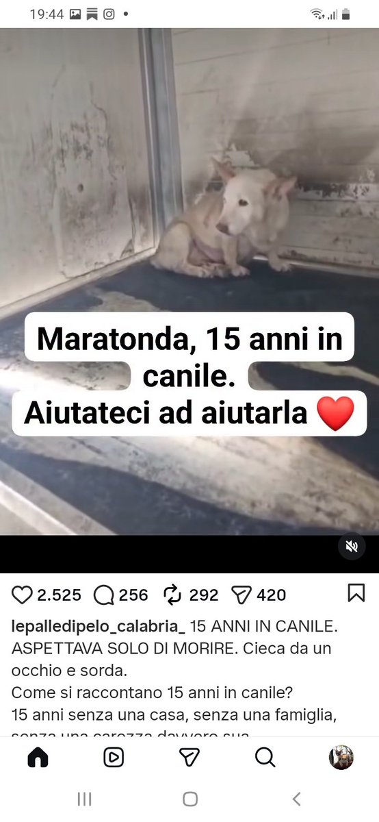 metaanto's tweet photo. 15 anni di canile. Liberiamola https://t.co/xhcpNuIbVW