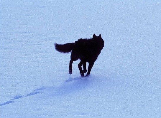 not__dog__'s tweet photo. Up next… https://t.co/AvyzYWiBLS