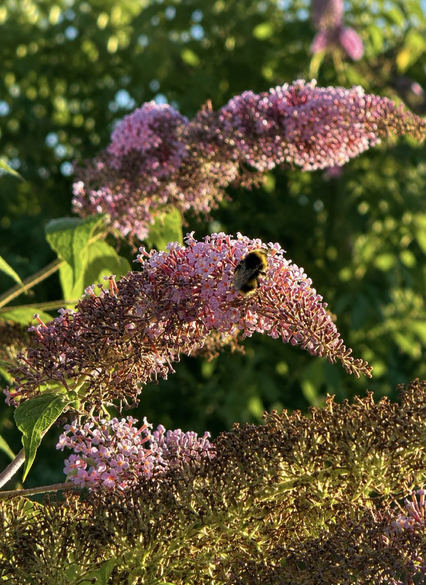 JohnBetjeman's tweet photo. bumblebees on pink buddleia in Plymouth. https://t.co/TKIlA8s5XX
