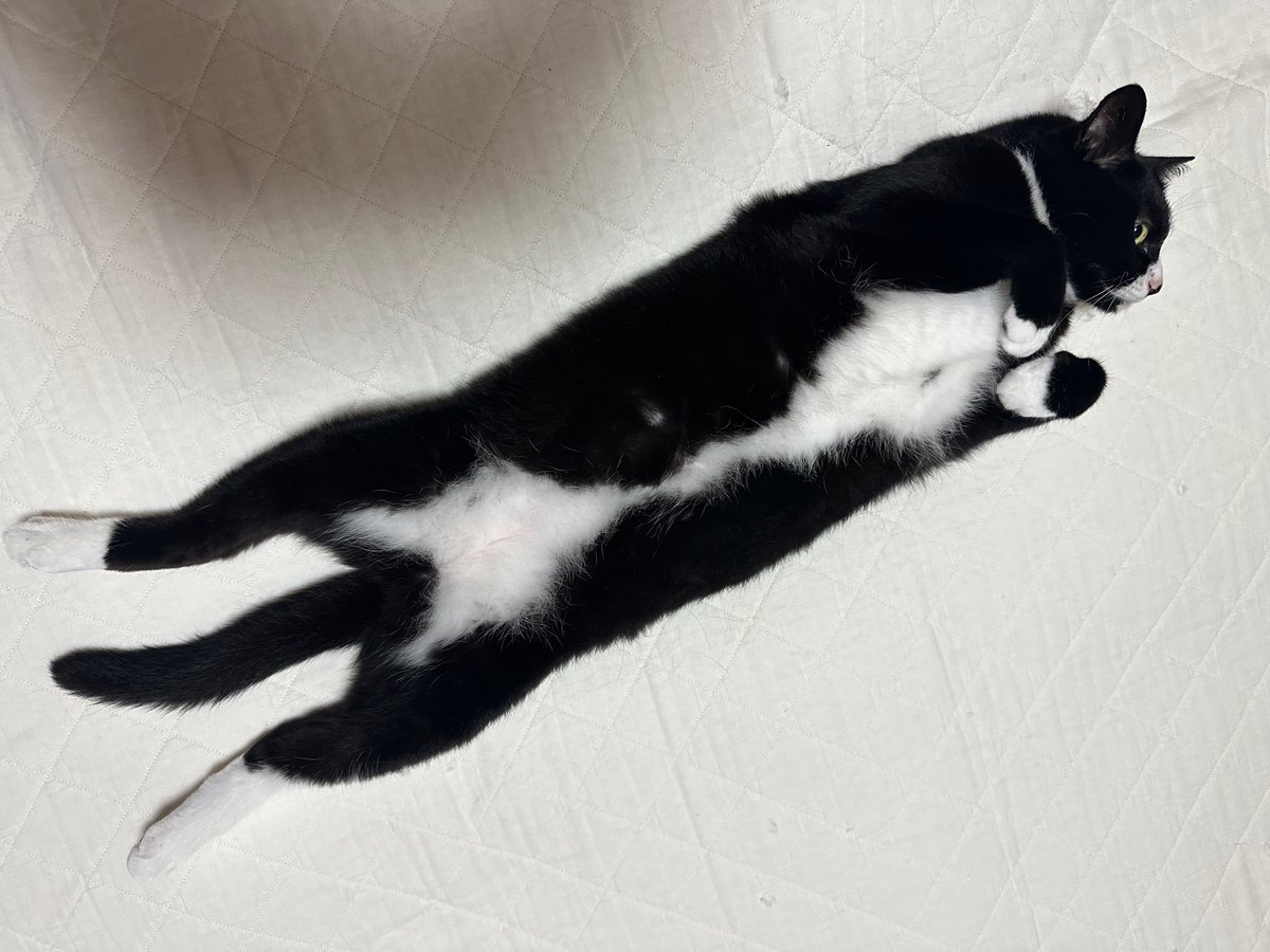 utayume's tweet photo. 猫が伸びる季節 https://t.co/1BXGle0qB4