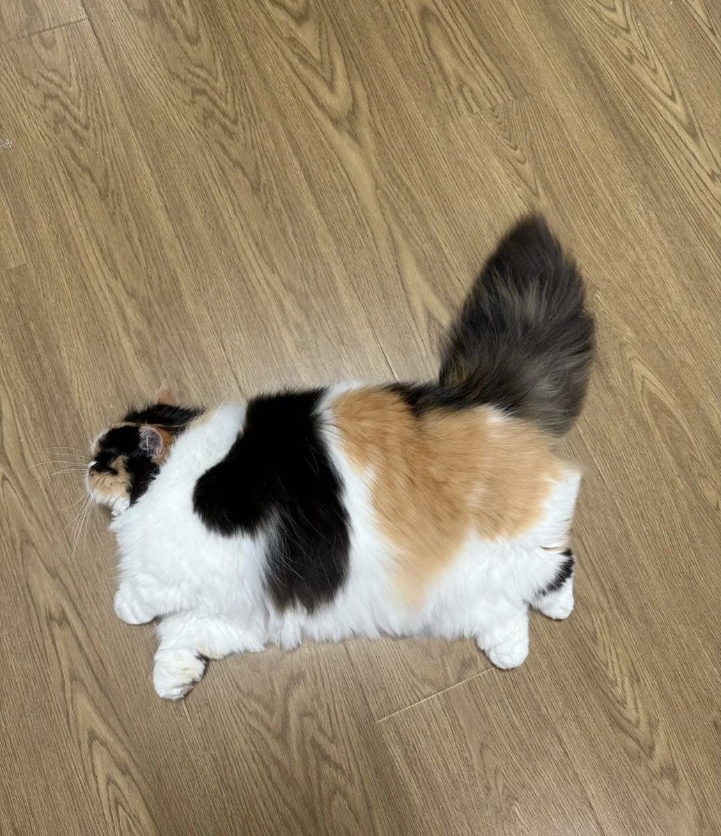 prtygal777's tweet photo. fat and angry https://t.co/c7Ic32ggQq