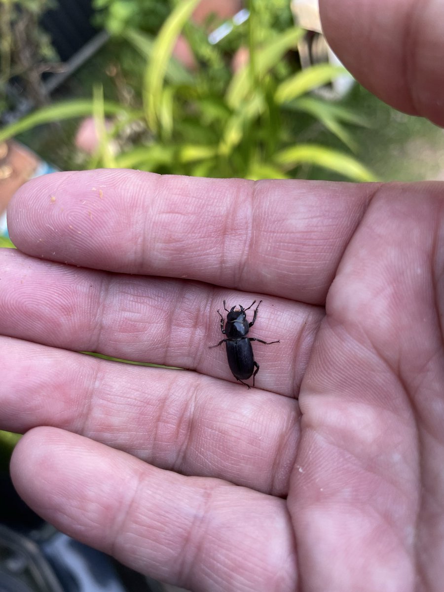 tetsu1167's tweet photo. 釣れないから、柳の木で、クワガタ探し
めちゃ小さいノッコとスージー発見、 https://t.co/5Fo00fRTSK