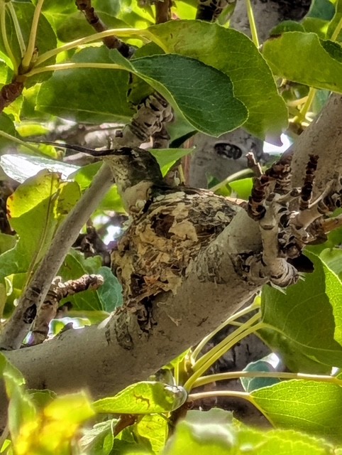 jeffcom911co's tweet photo. Today is the last day to vote and it is a VERY close race! Comment with your vote to help pick a winner! 

🪹 Here are our finalists for the name of our resident hummingbird, in no particular order:

1) Indi AKA "Indiana Phones"
2) Siren
3) Ethel 

#Hummingbird #NameTheBird #Jeffcom911 #BirdWatching #CommunityFun #VoteNow #NatureLovers