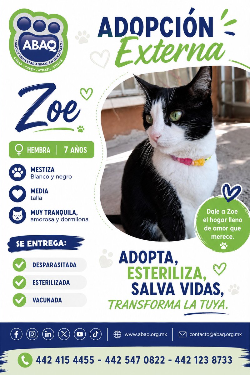 ABAQQueretaroBA's tweet photo. 🐾💕 ¡Zoe y Mini están buscando un hogar lleno de amor! 💕🐾
📩 Si te interesa conocerlas o deseas más información sobre el proceso de adopción, envía un mensaje. ¡Comparte esta publicación para que Zoe y Mini encuentren a la familia que tanto esperan! ❤️🐾 https://t.co/mIwitrBQQy