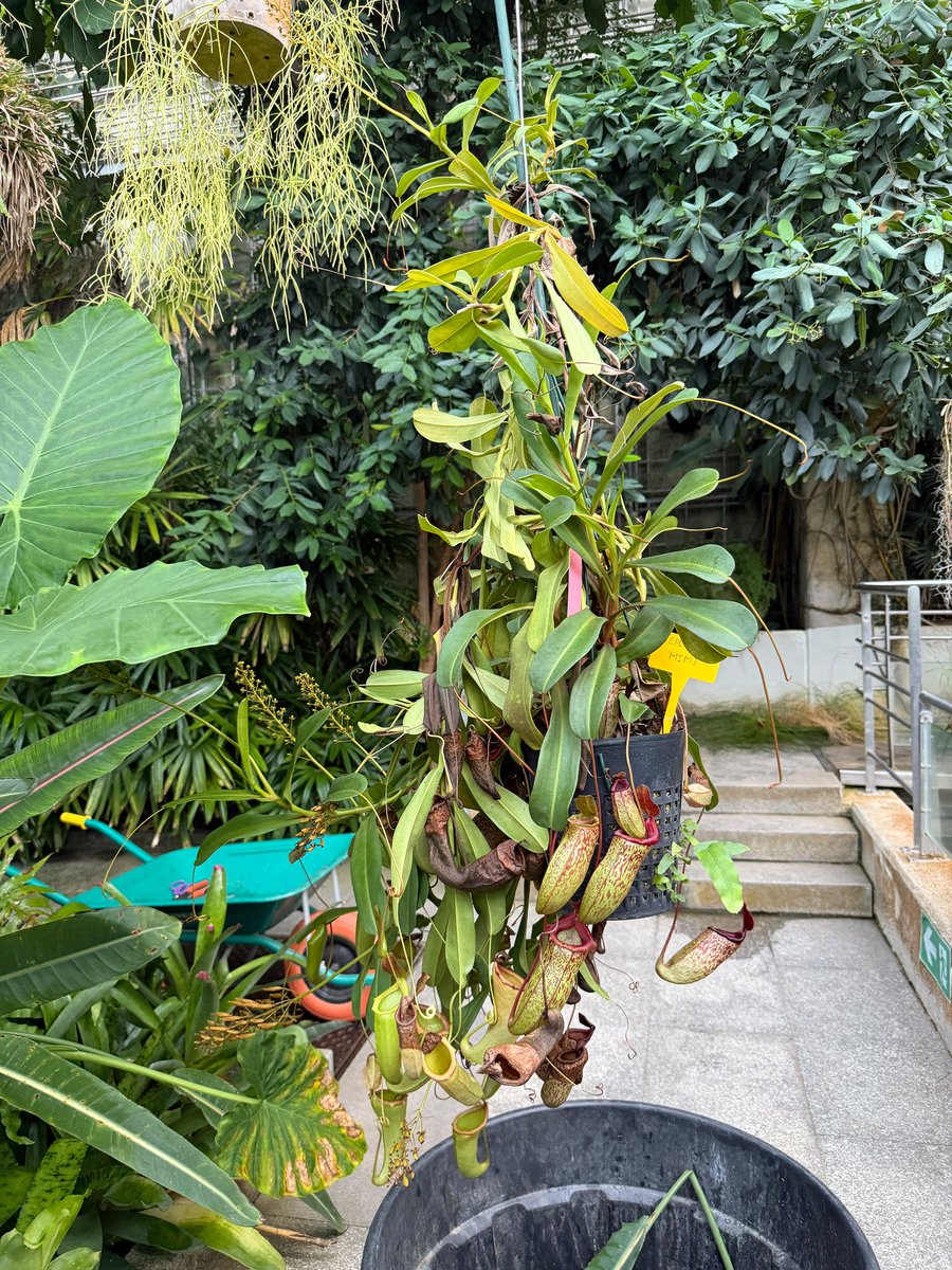 RJBOTANICO's tweet photo. Aquí estamos, en el invernadero tropical limpiando nuestras Nepenthes y dejándolas a punto para que podáis admirarlas. Porque las plantas carnívoras también son coquetas... 😉.
📷: G. Torres https://t.co/mKMny2jLpZ