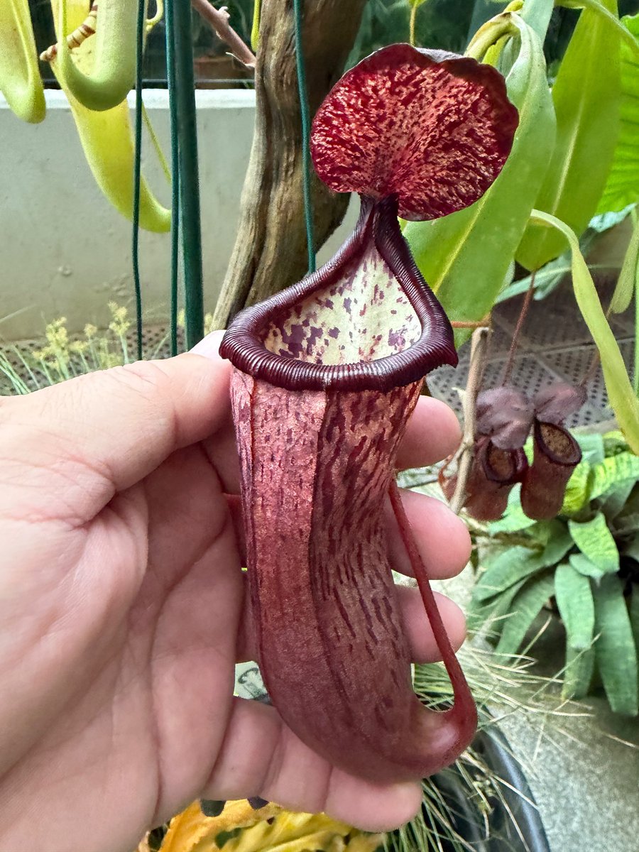 RJBOTANICO's tweet photo. Aquí estamos, en el invernadero tropical limpiando nuestras Nepenthes y dejándolas a punto para que podáis admirarlas. Porque las plantas carnívoras también son coquetas... 😉.
📷: G. Torres https://t.co/mKMny2jLpZ