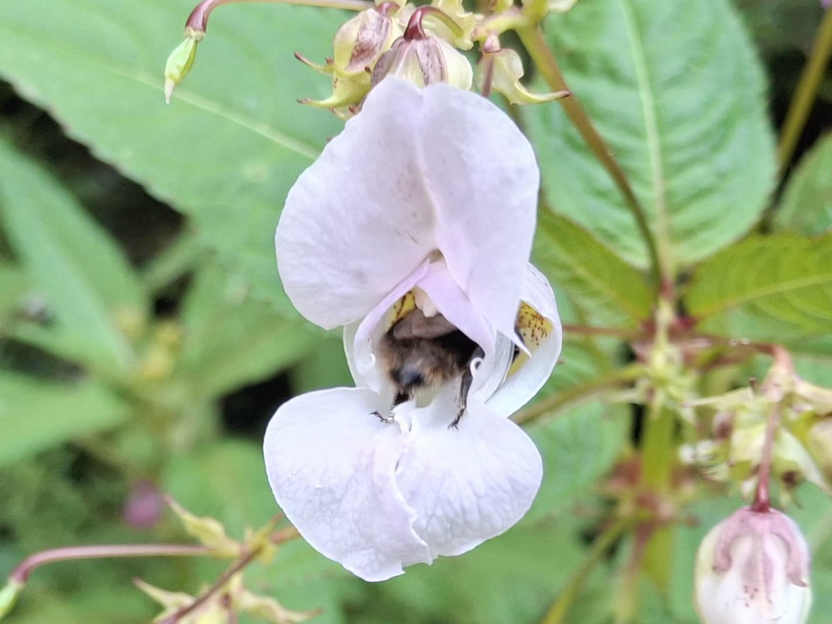 CAYMUSOCAUGHEY's tweet photo. @CAYMUSOCAUGHEY π¦
Random Bee
#Random #Bee #Bees #Wasp #Wasps #Hornet #Hornets #Insect #Insects #SaveTheBees #Honey #HoneyBee #HoneyBees #BuzzyBee #Nature #FlowersOfTwitter #LittleThingsMatter #BeesOfTwitter #Flower #Flowers #WildFlowers #GardenFlowers #Wildlife https://t.co/GJkn7ox9hn