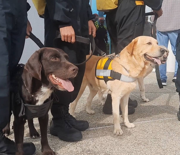 ORSerranoB's tweet photo. Entre los héroes cubanos que apoyaron las labores de rescate y salvamento tras el sismo en Venezuela, estuvieron Tito, Eva y Choco.
#CubaPorLaPaz #CubaEsSalud https://t.co/3maXjaOJJ5