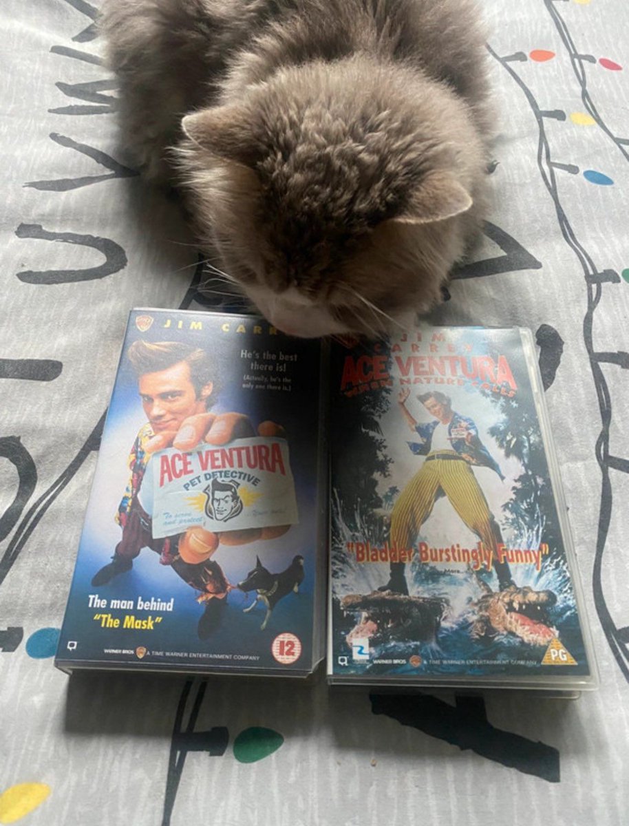 CatWorkers's tweet photo. Cats helping their owner sell stuff online. https://t.co/d5piq0mlDW