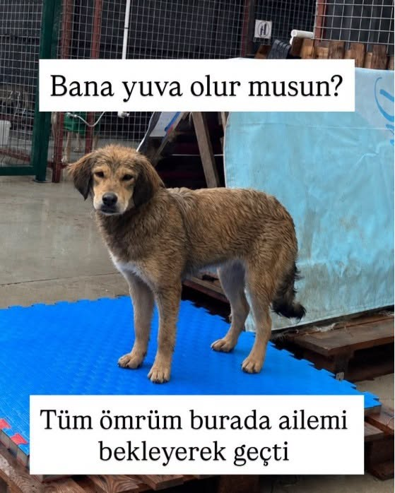 zllktlr's tweet photo. "İzmir
Instagram: DM @dogdaysofbuse

Turta 1 yaşında, dişi, kısır ve 17 kilo. Orta ırk; daha fazla büyümeyecek. Yaklaşık 3 haftadır bir evde misafir ama evdeki canlarla anlaşamadığı için ayrı tutulmak zorunda kalıyor.  https://t.co/55XEZb7cyr https://t.co/CNRHjiQ4ZC