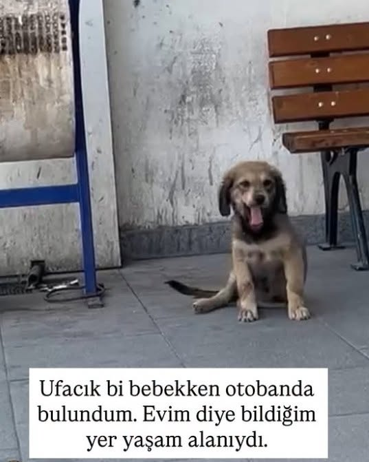 zllktlr's tweet photo. "İzmir
Instagram: DM @dogdaysofbuse

Turta 1 yaşında, dişi, kısır ve 17 kilo. Orta ırk; daha fazla büyümeyecek. Yaklaşık 3 haftadır bir evde misafir ama evdeki canlarla anlaşamadığı için ayrı tutulmak zorunda kalıyor.  https://t.co/55XEZb7cyr https://t.co/CNRHjiQ4ZC