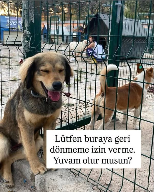 zllktlr's tweet photo. "İzmir
Instagram: DM @dogdaysofbuse

Turta 1 yaşında, dişi, kısır ve 17 kilo. Orta ırk; daha fazla büyümeyecek. Yaklaşık 3 haftadır bir evde misafir ama evdeki canlarla anlaşamadığı için ayrı tutulmak zorunda kalıyor.  https://t.co/55XEZb7cyr https://t.co/CNRHjiQ4ZC