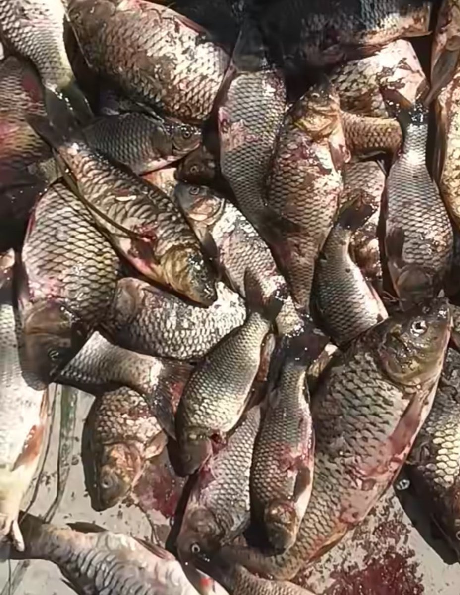 nasirsultan__'s tweet photo. Hokersar is crying. 💔
Today, countless fish reportedly died after the water level in Hokersar Wetland dropped following the reported opening of its control gates. 
Who ordered the gates to be opened? 
Why was the water released? 
Were environmental safeguards followed? https://t.co/QMhcZuyZ5X
