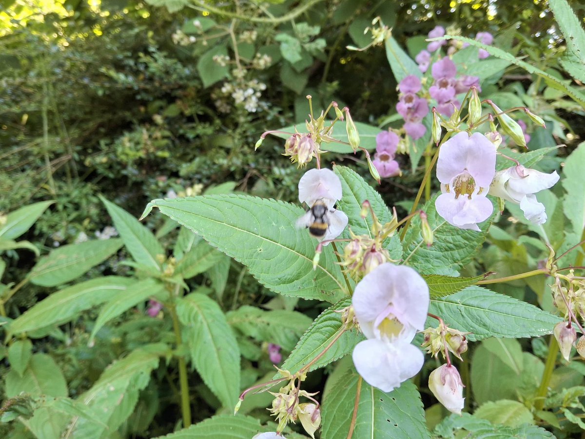 CAYMUSOCAUGHEY's tweet photo. @CAYMUSOCAUGHEY π¦
Random Bee
#Random #Bee #Bees #Wasp #Wasps #Hornet #Hornets #Insect #Insects #SaveTheBees #Honey #HoneyBee #HoneyBees #BuzzyBee #Nature #FlowersOfTwitter #LittleThingsMatter #BeesOfTwitter #Flower #Flowers #WildFlowers #GardenFlowers #Wildlife https://t.co/KYWMUBjiX3