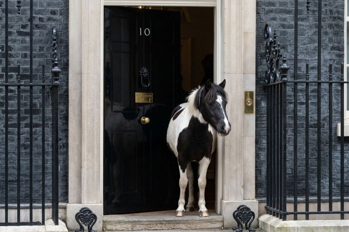 DartmoorHillies's tweet photo. London, we’re coming. With ponies. On 2nd September we’ll deliver the petition to Downing Street. If you care about the Dartmoor Hill Ponies, stand with us. Let’s make our voices impossible to ignore. Coach details coming soon. #dartmoorhillponies #savetheponies @EmmaforWycombe https://t.co/4oEBsMQ1ZS
