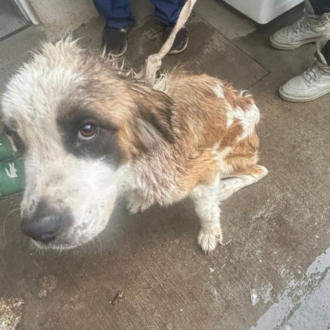 BienAnimalEdMex's tweet photo. La pequeña "Luna" finalmente conoce la seguridad. 🐾
En una intervención en #Zumpango, nuestro equipo de #CEPANAF y #PROPAEM, con el apoyo de la #GuardiaCivil, logró rescatar a una #SerSintiente 🐶 que enfrentaba un panorama sumamente difícil. https://t.co/Xas9m9c3UV