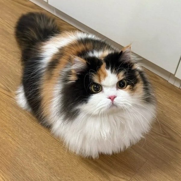 iammommyyeontan's tweet photo. แมวสามสีตอนโกรธ สำเนาถูกต้องเลย😾

แมวสามสีร่างแมว                      แมวสามสีร่างคน https://t.co/P9C7SXuL2c