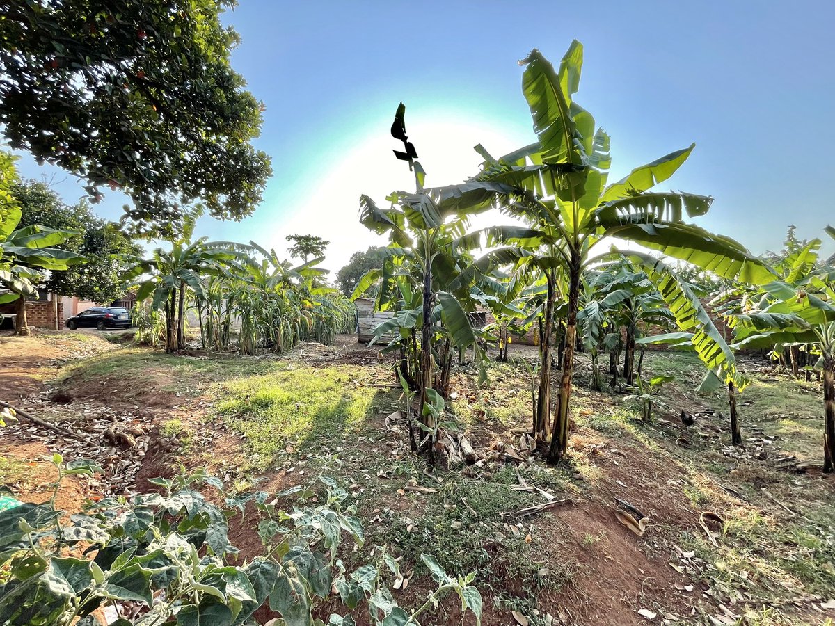 uganda44948's tweet photo. Plot for sale in Kira Nsasa 

Size 27 decimals.   Price 260M ugx

Can host 2 new apartment blocks

WhatsApp + 256 702968650 https://t.co/nj1V0n7nFZ