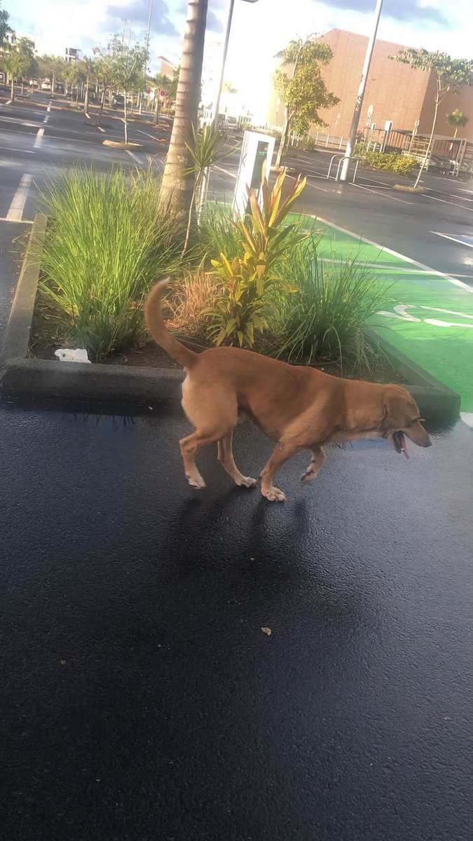 BRINDILLE851's tweet photo. Facebook/Arche de Lola
ANIMAUX NC /Facebook ·
Graze Gjaq 
Ce chien avec une patte complètement écrasée et en grande souffrance il ère dans le parking du mall à Dumbea où tout le monde le rabroue alors qu’il demande que l’on s’occupe de lui si quelqu’un ou une assis pourrait le prendre en charge ce serait merveilleux j’ai contacté plusieurs associations sans résultat