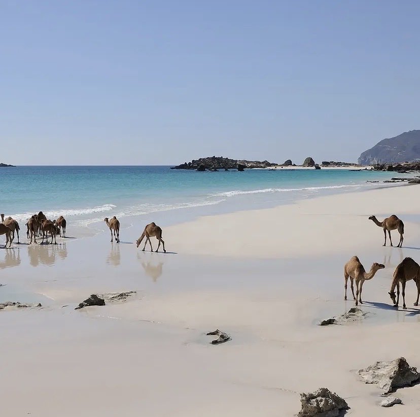 abdonetworking's tweet photo. Salalah, the Sultanate of Oman 🇴🇲 https://t.co/FGY2j6rii3
