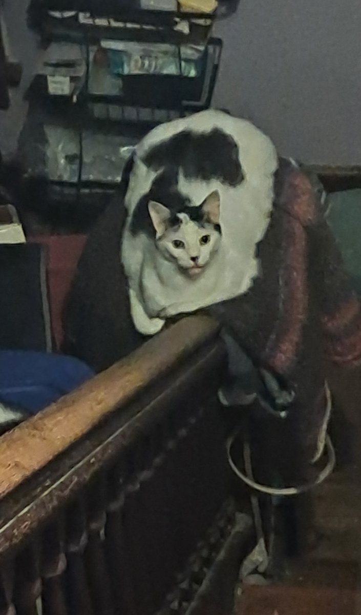 nerothecryptid tweet picture