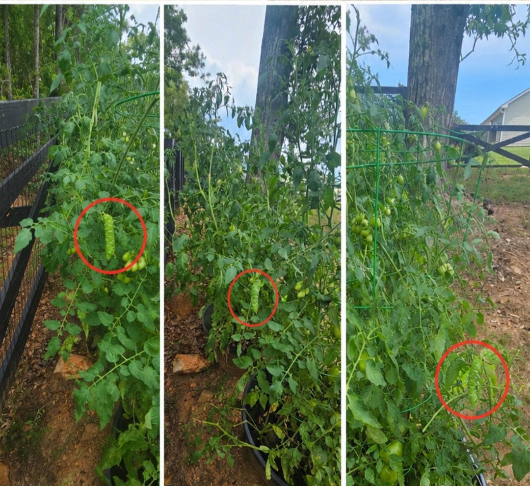 KimUnderLyons's tweet photo. THE HORNWORM MIRAGE: I used @ChatGPT to identify destructive hornworms on my tomato plants.  Only one of the five it circled was real (see the video.) I carefully examined  the plants for an hour, and did not see one other larvae. The other large, fat images of  hornworms were completely fabricated (the image with three circles.) 

I'll put the original photos in the comments so you can compare and  run it on your favorite AI and see what happens. 

I also fact-checked the results with a photo from a different view and it didn't find any hornworms.