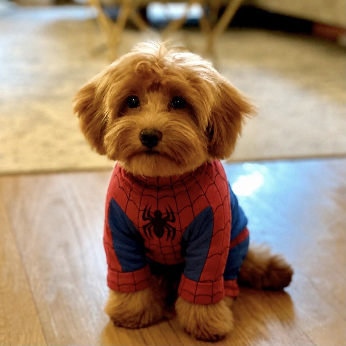 poochmeme's tweet photo. with great pooch comes great responsibility https://t.co/VSgTw9X67H