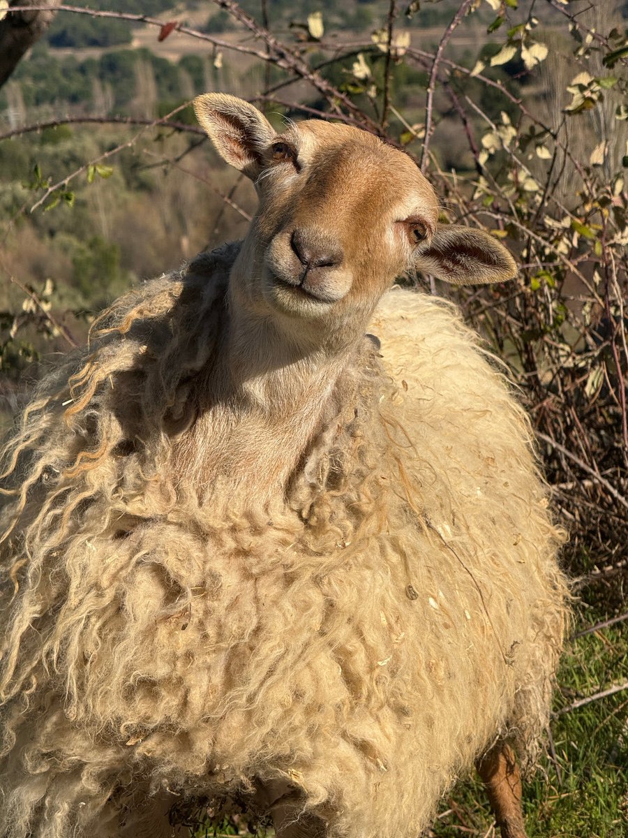 santuariovegan's tweet photo. Primer cumple a salvo de Hikari, la Corderita ciega 🤩🤩🤩

Podéis felicitarle el primer cumple a salvo a Jokari y es que mirad que carita tiene para comérsela. 
Hace un año Hikari viajaba desde el norte de España porque la iban a matar por su ceguera y mitad que guapa y que mayor está ya 🥰🥰 Hikari vive en el nuevo santuario en la zona de las ovejas abuelitas. 

Vamos a deseadle todos un feliz cumple a salvo lleno de amor, porque su vida lo merece 💚

Ayúdanos a salvar vidas como la de Hikari 

Ayúdanos a seguir salvando vidas.

📲 Bizum ONG: 02167
💚 PayPal: info@santuariovegan.org

❣️ Dona a nuestra campaña desde el enlace de la BIO:
https://t.co/73XVMrzMqB

❣️ Hazte socio/a:
https://t.co/in9QiJkLFZ

❣️ Apadrina un animal:
https://t.co/wyKywoxYyX

❣️ Teaming (solo 1 €/mes):
https://t.co/eYXro9UajV