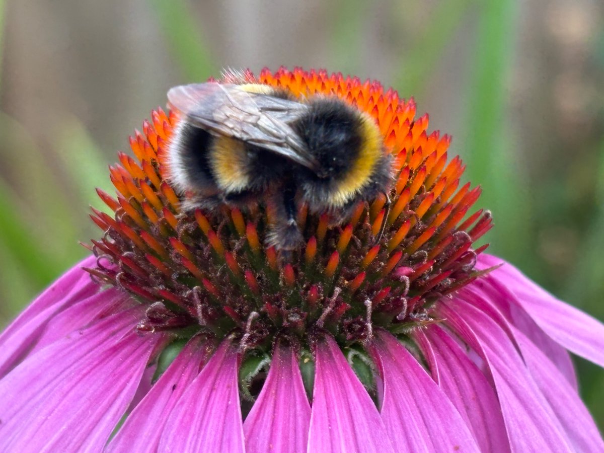 SarahSeclusive's tweet photo. #bee #GardeningTwitter https://t.co/e5RIxCJ3pr