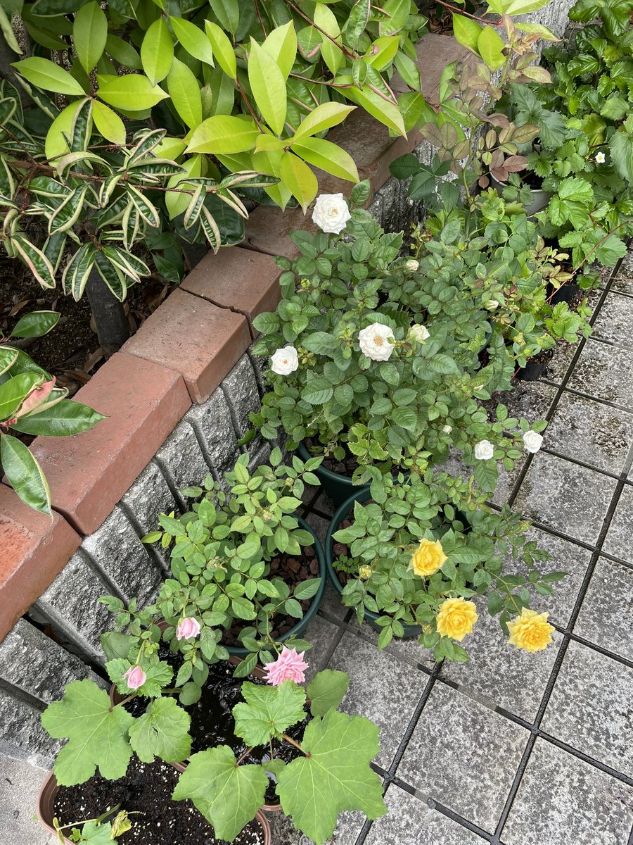 Y_hirochan01's tweet photo. 大輪のバラに目が行きがちだけどミニバラは良き🥰
四季咲きだから春から秋まで毎月開花してくれるし、カラーチェンジ(白→黄色→ピンク)する不思議な株に出会ったよ😳
母の日ごろに出回るミニバラを植え替えせずに枯らしてしまうのは、とてももったいないです😢
#ミニバラ https://t.co/C958vyPdsm
