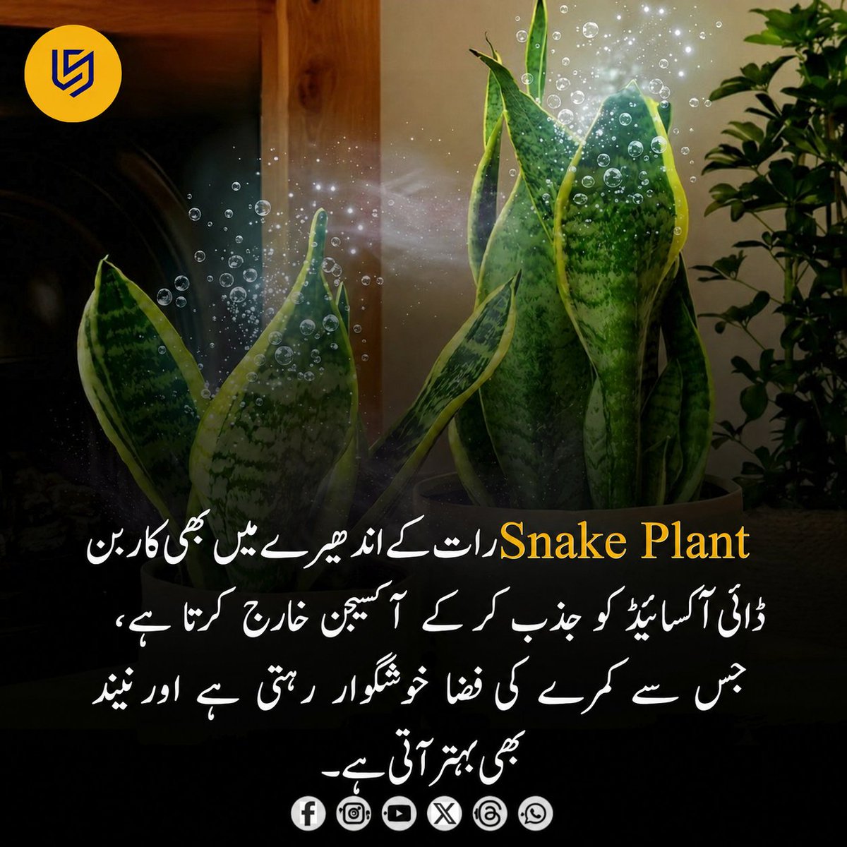 LocalStret's tweet photo. اسنیک پلانٹ (Snake Plant) کو گھر کے لیے ایک مقبول پودا سمجھا جاتا ہے، کیونکہ ناسا کی مشہور Clean Air Study میں اسے اندرونی فضا کے لیے مفید پودوں میں شامل کیا گیا تھا۔ یہ پودا دیگر بہت سے پودوں کے برعکس رات کے وقت بھی محدود مقدار میں کاربن ڈائی آکسائیڈ جذب کر کے آکسیجن خارج کر سکتا ہے، جس کی وجہ اس کا CAM Photosynthesis نظام ہے۔ تاہم، یہ دعویٰ درست نہیں کہ یہ 100 فیصد خالص آکسیجن خارج کرتا ہے یا اکیلا کمرے کی تمام ہوا کو نمایاں طور پر صاف کر دیتا ہے۔ پھر بھی اسنیک پلانٹ گھر کی خوبصورتی بڑھانے، اندرونی ماحول کو بہتر بنانے اور ایک خوشگوار احساس پیدا کرنے کے لیے ایک بہترین انتخاب سمجھا جاتا ہے۔
 نوٹ: یہ مواد صرف معلوماتی اور آگاہی کے مقاصد کے لیے عوامی طور پر دستیاب رپورٹس اور میڈیا ذرائع کی بنیاد پر پیش کیا گیا ہے۔#SnakePlant #IndoorPlants #HealthyLiving #DidYouKnow #HomeDecor