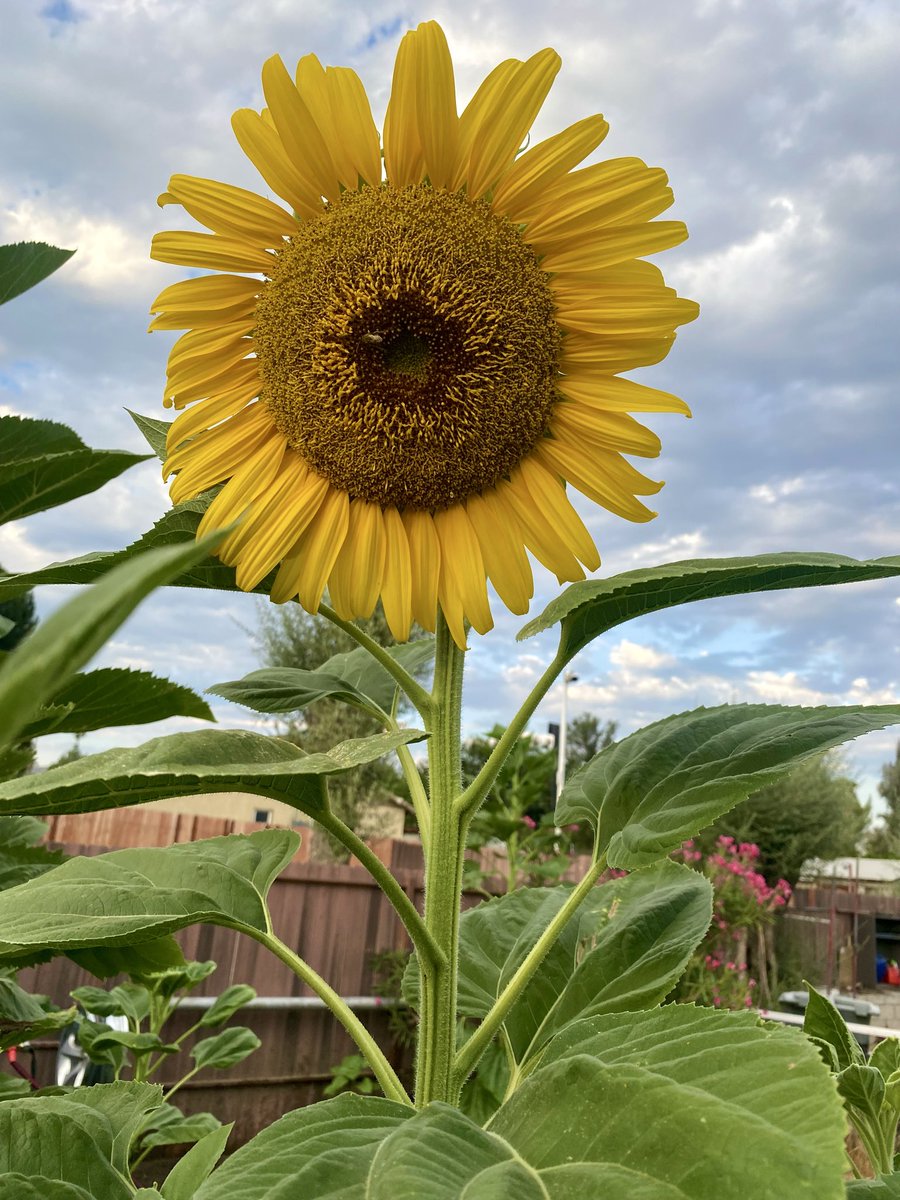 JoelJAY's tweet photo. #Sunflower https://t.co/08JwyiU9qR