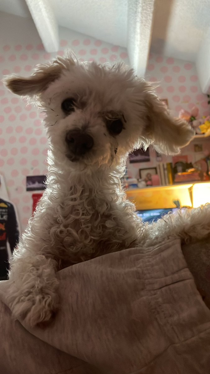 gunwokee's tweet photo. mutis saluden a mi perrito se llama cooky saluden https://t.co/PsO1CdSlym