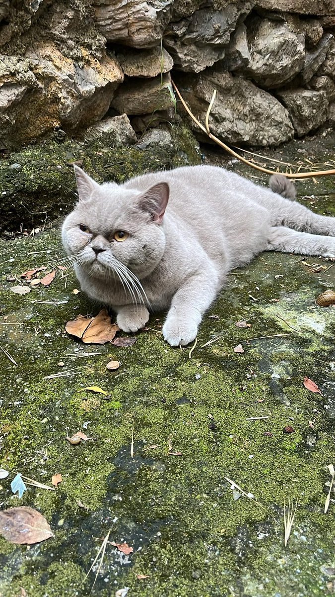 patiarkadas's tweet photo. evimizin bahçesinde dün sabah bulduk veterinere götürdük şu an müşahede altında. Çipi yok veteriner ev kedisi olduğunu söyledi. Üsküdar merkezde kedisini kaybeden, arayan biri var mı diye paylaşım yapabilir misiniz diye sormak istedim.

İnstagram @ezgiakay https://t.co/7c55tzHwjj