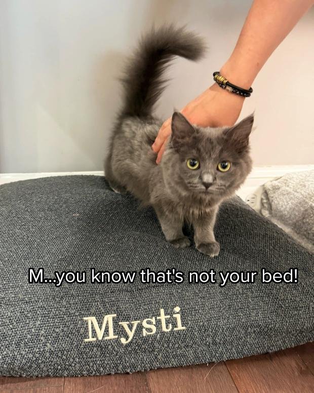 TheIliaSociety's tweet photo. Ilia Malinin revealed that the name "Mila" that he gave his new cat means "sweet, cute, and small" in Russian.

📸 Sheba https://t.co/t4i8nvzYlR