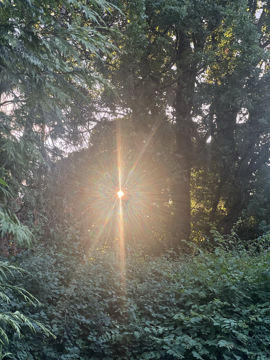 RadchenkoOlena's tweet photo. On the nature of daylight ✨ https://t.co/mXS7btFo5K