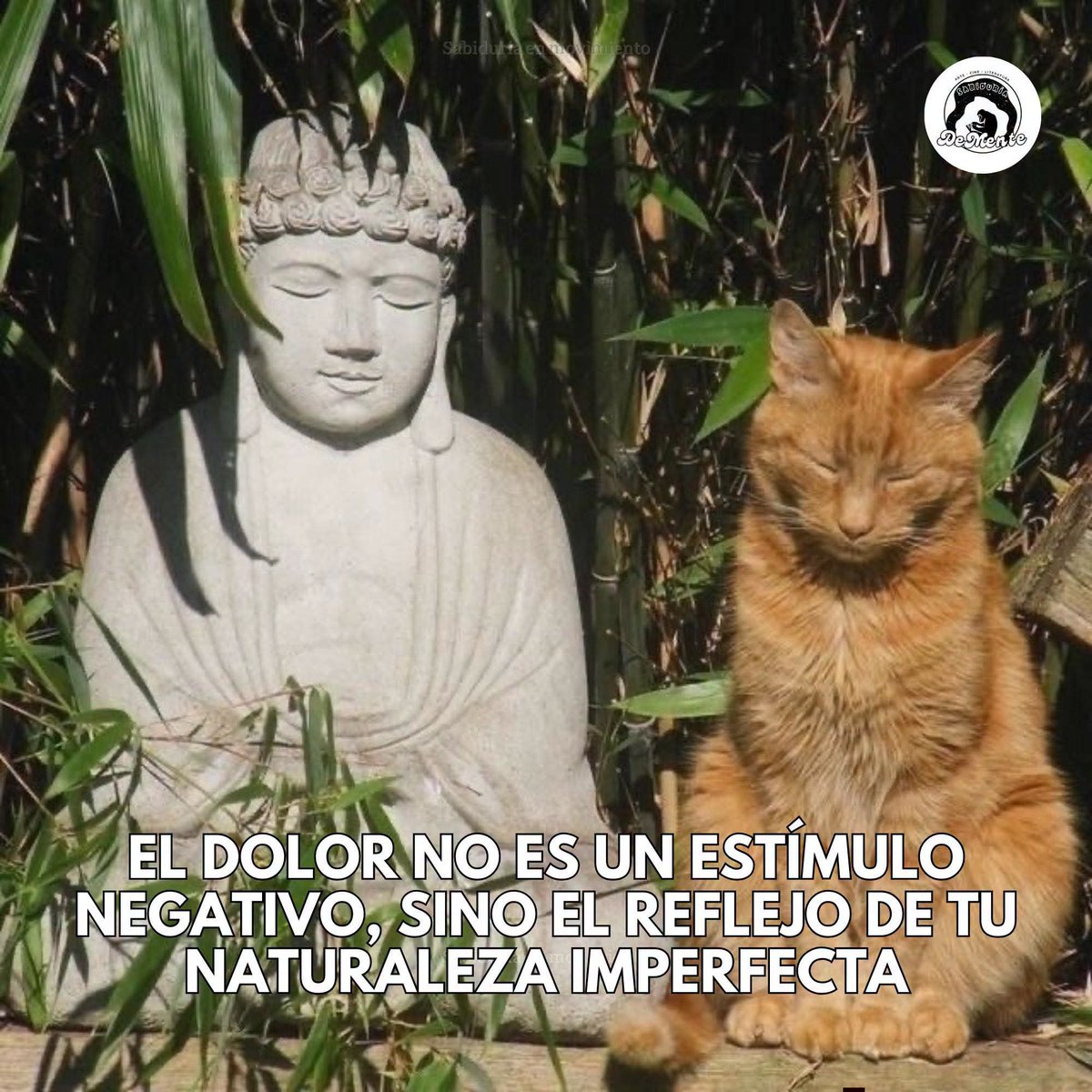 nxstypxet's tweet photo. https://t.co/LLpNhvF9Gz