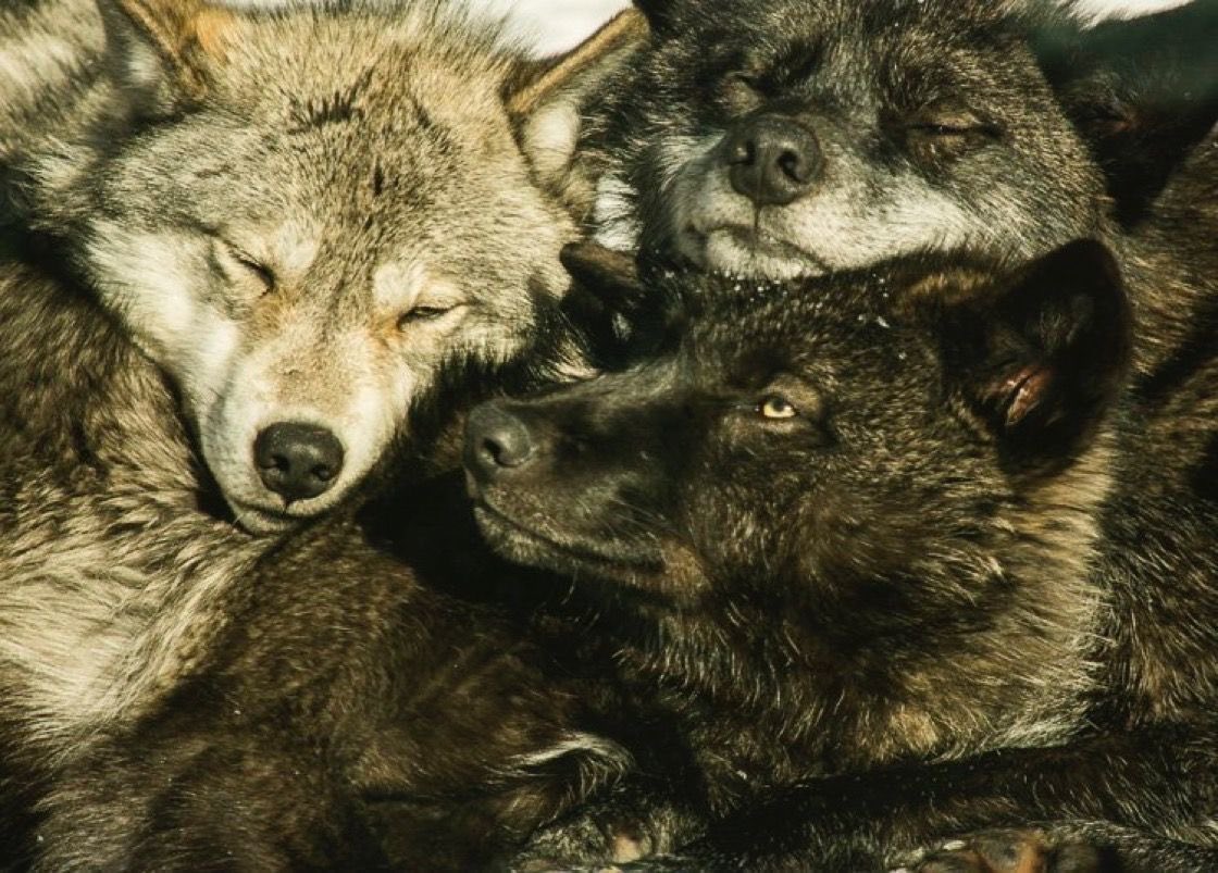 wolflope's tweet photo. https://t.co/RcnJgRtEI3