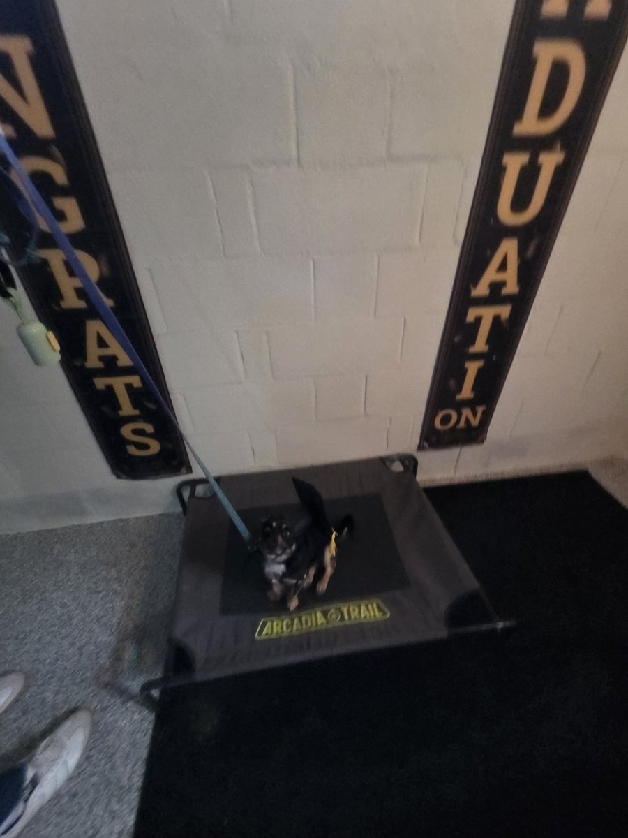 holyonebackup's tweet photo. Teaching the puppy's thier furtastic Stay virtual or in person link in bio for consultation
#furtasticstay #petsitter https://t.co/BEt0Qj9zln
