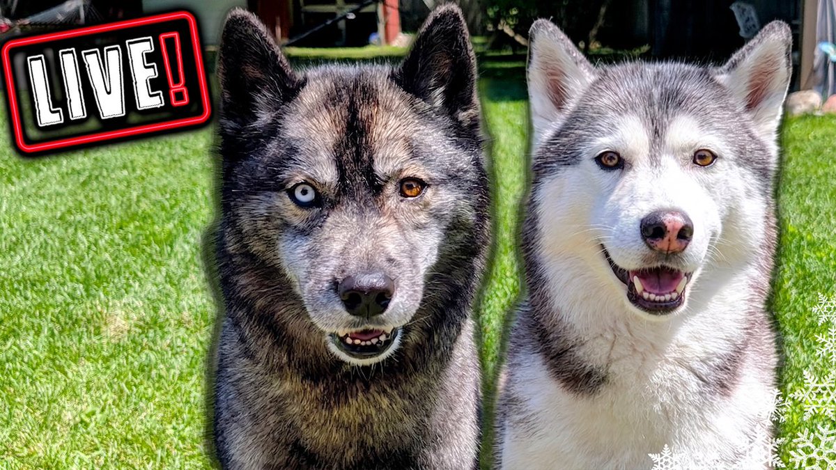 Gone2theSnowDog's tweet photo. SATURDAY at 1pm EST we will be live!  https://t.co/FshuAAvJWW  Mark your calendars!  Set your reminders!  And above all, remember to be kind in the comments!  Hope to see you there! https://t.co/jfu8rkONae