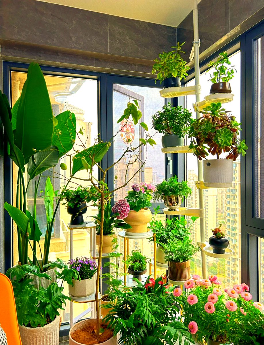 PeterBecker12's tweet photo. [Just finished my first DIY hanging plant shelf—saved $30 and added a cozy touch to my tiny balcony! ] https://t.co/DMjFBfACDE